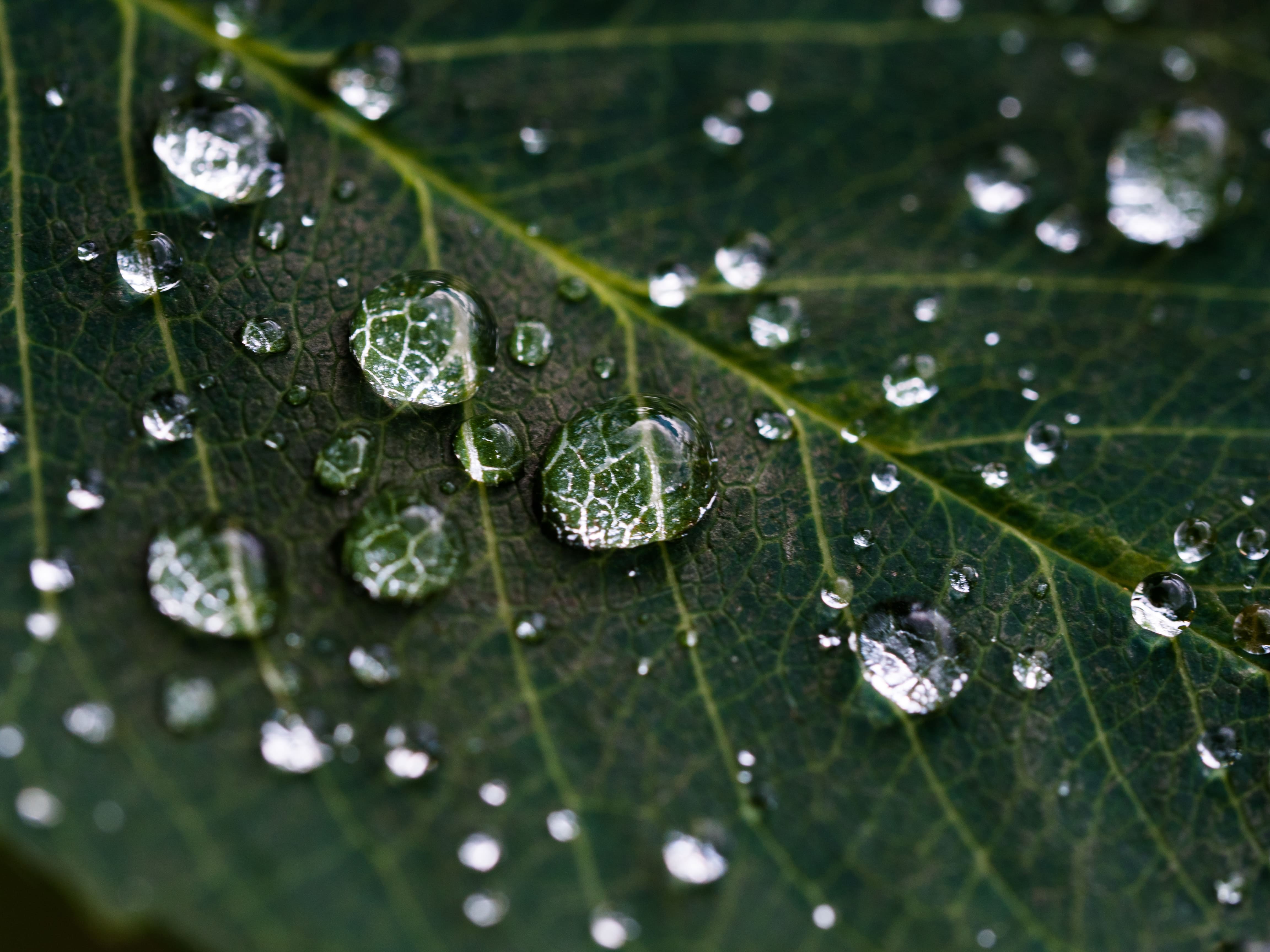 La bellezza in una foglia bagnata dall'acqua.